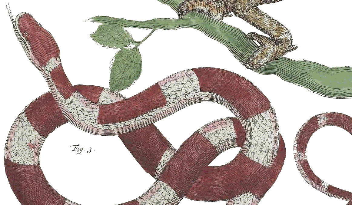 A drawing of a red and white snake taken from Plate LXXXIII from Locupletissimi rerum naturalium thesauri volume 1. 