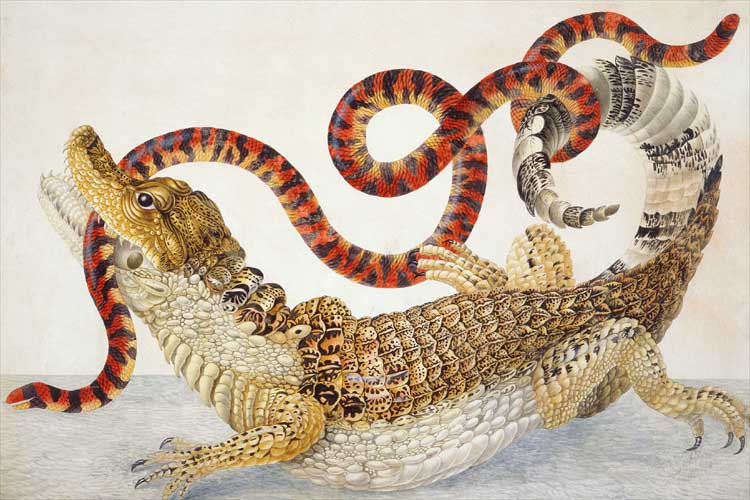 A watercolor drawing of a Spectacled Caiman fighting with a False Coral Snake by Maria Sibylla Merian. 