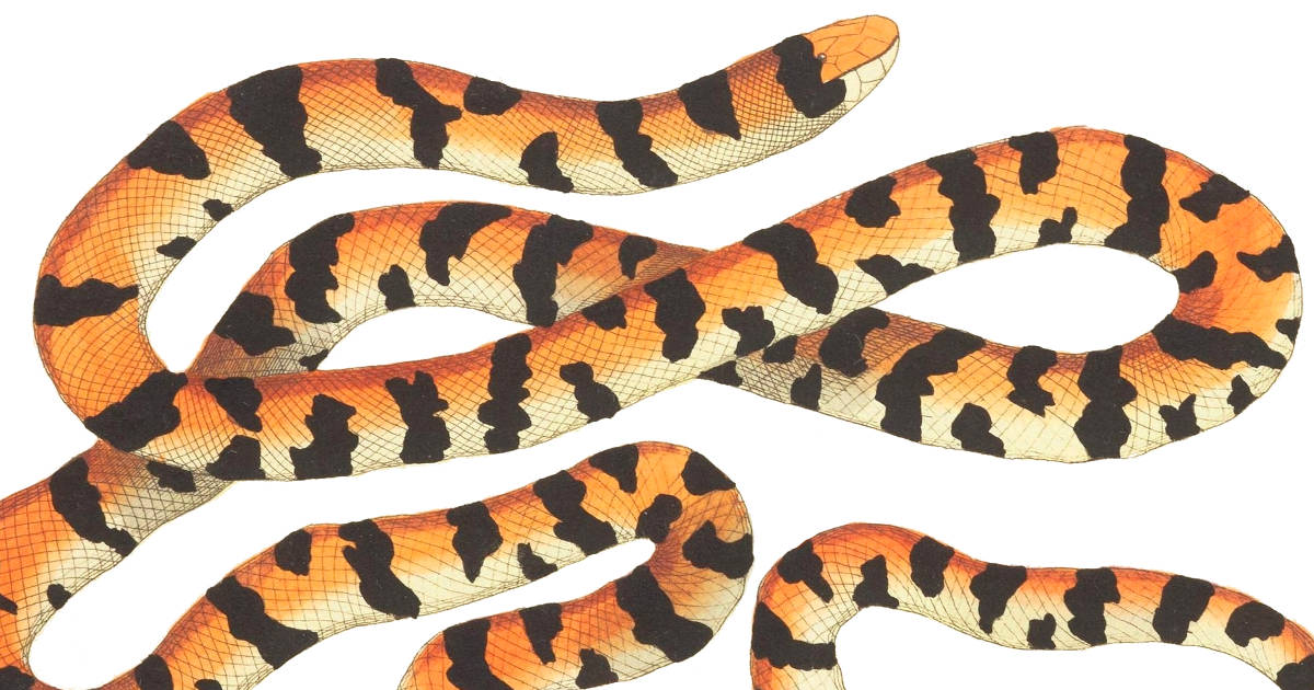 A drawing of an orange and black snake from The Naturalist's Miscellany Volume 1. 