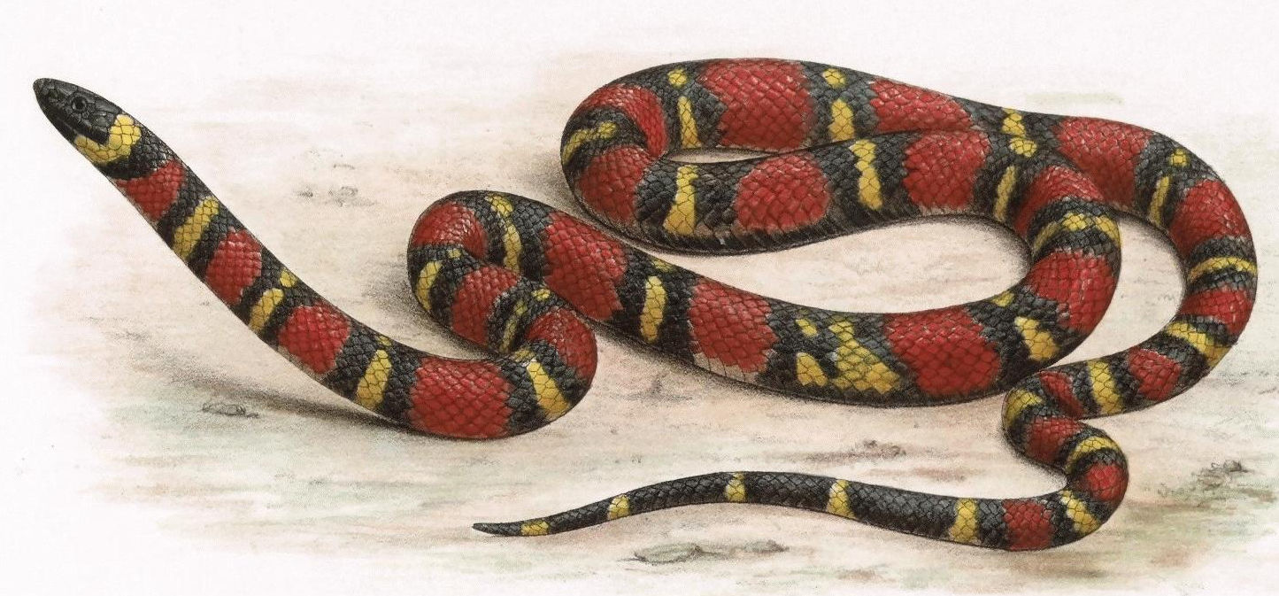 A drawing of a red, black, and yellow milk snake from Biologia Centrali Americana. 