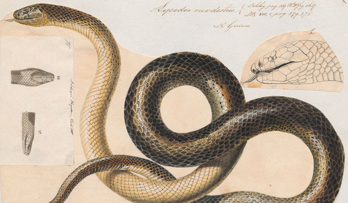A drawing of a Lycodon Modestus snake from the Iconographic Zoologica collection. 