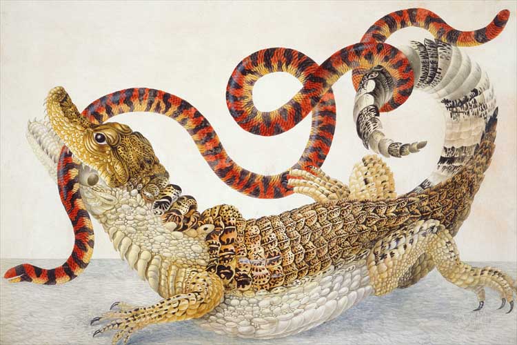 A watercolor drawing of a Spectacled Caiman fighting with a False Coral Snake by Maria Sibylla Merian.